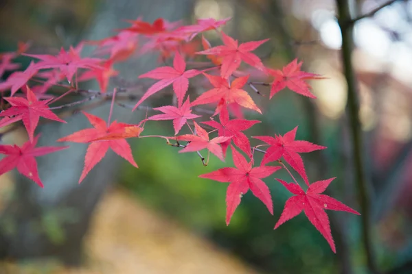 Colorful leaves on maple tree in garden — Stock Photo, Image