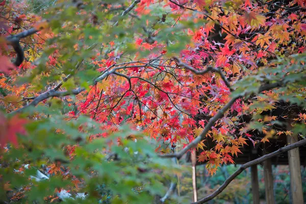 Akça ağaç bahçe içinde renkli yapraklarda — Stok fotoğraf