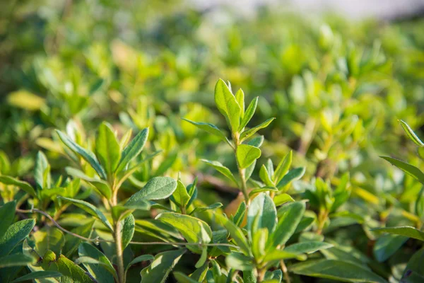 Närbild av gröna blad — Stockfoto