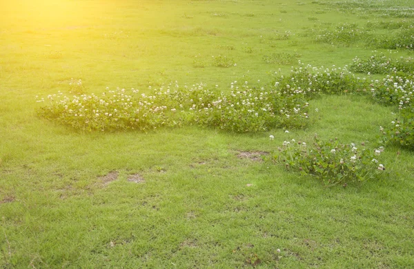 Lawn — Stock Photo, Image