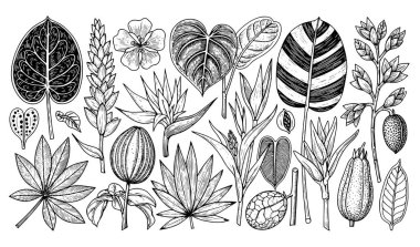 Bitki simgesi vektör çizimi