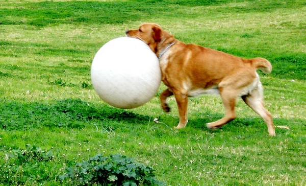 Ou cachorro Yehuda com bola grande 2007 — Fotografia de Stock