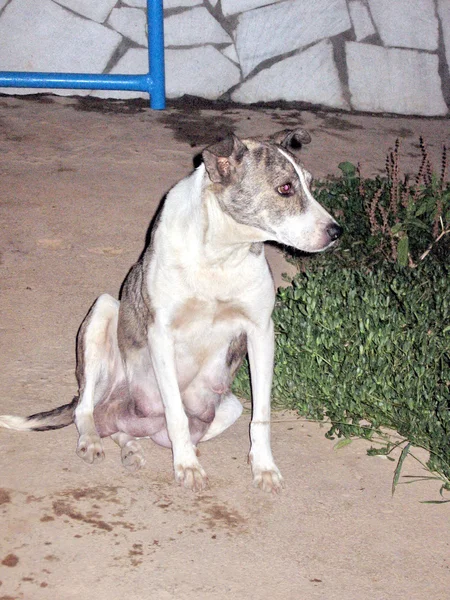 Uzbekistan Mayskiy the dog 2007 — Stock Photo, Image