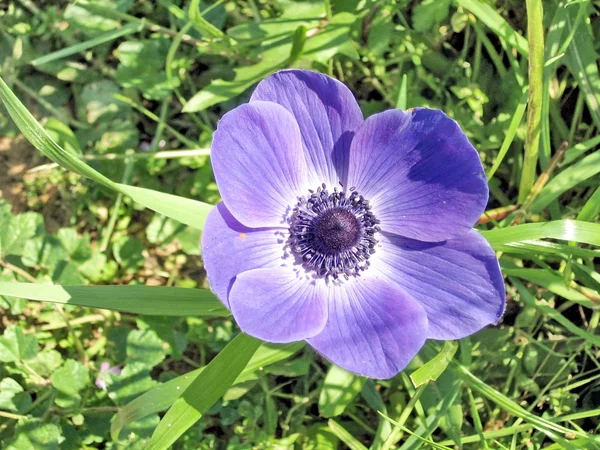 Ramat Gan Park Purple Crown Anemone flower 2007