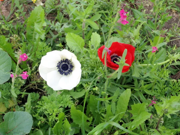 Ramat Gan Park branco e vermelho Crown Anemone 2007 — Fotografia de Stock