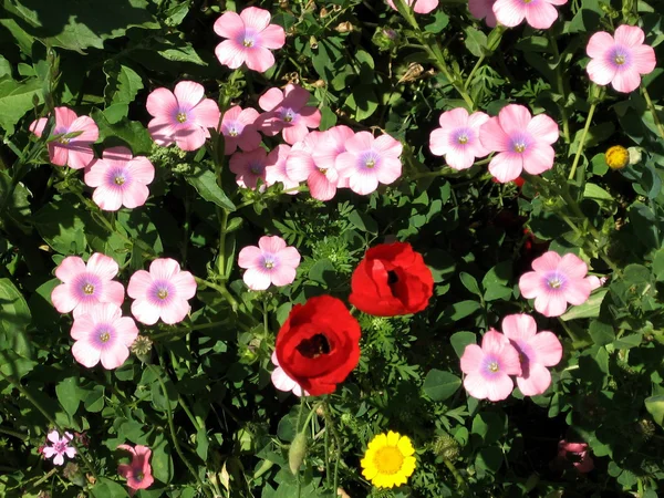 Ramat Gan Park Hairy Pink Flax and poppies 2007 — Stock Photo, Image