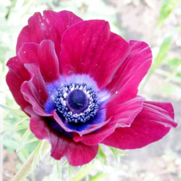 Ramat Gan Park de rode kroon Anemone bloem 2011 — Stockfoto