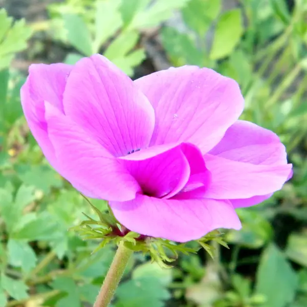 Ramat Gan Park the pink Crown Anemone flower 2011 — Stock Photo, Image