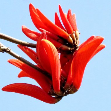  Ramat Gan Wolfson Park mercan ağacı çiçek 2012