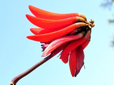  Ramat Gan Wolfson Park mercan ağacı çiçek 2012 izole