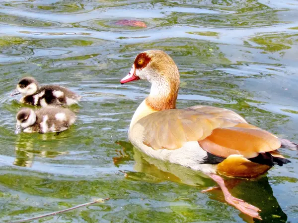 Ramat Gan Wolfson Park the Egyptian geese on a pond 2012 — Stock Photo, Image