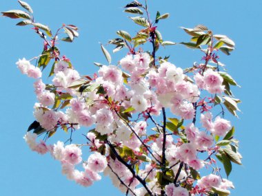 Toronto yüksek Park Sakura çiçekleri 20015 