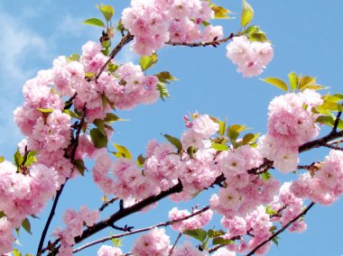 Thornhill Sakura şubelere 2015 