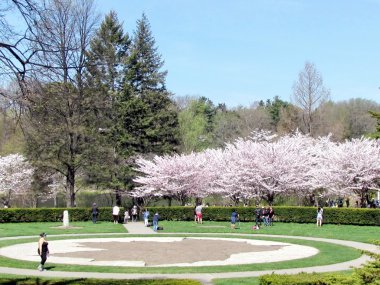  Toronto yüksek Park kiraz çiçekleri 20015