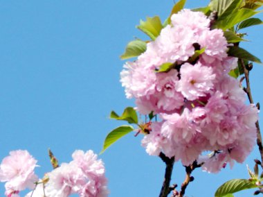 Thornhill Sakura 2015 çiçekler