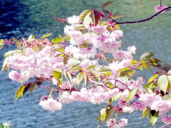 Toronto vysoké Park Sakura květy nad rybníkem 20015 — Stock fotografie