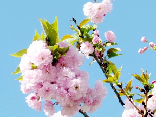 Thornhill de Sakura bloem 2015 — Stockfoto
