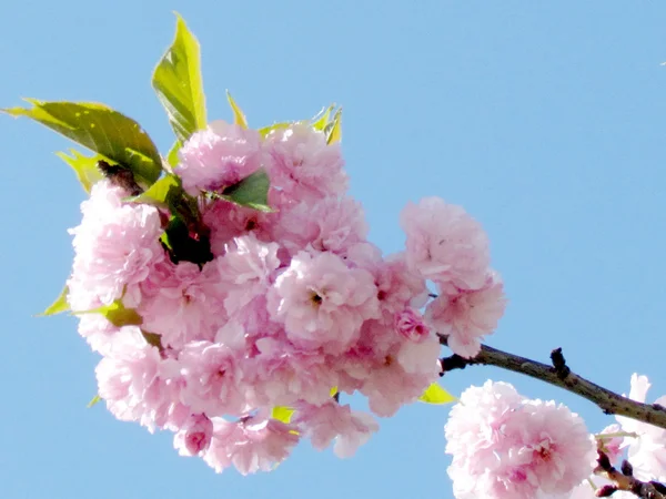 Thornhill o ramo Sakura 2015 — Fotografia de Stock