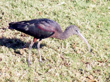 Ramat Gan Park The Ibis 2010