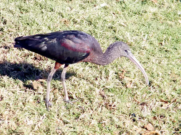 Ramat Gan Park w hotelu ibis 2010 — Zdjęcie stockowe