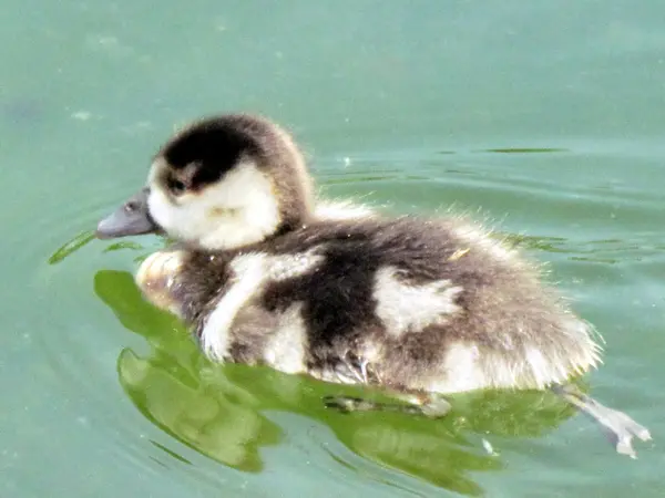 Ramat Gan Wolfson Park duckling of Egyptian geese 2012 — Stock Photo, Image