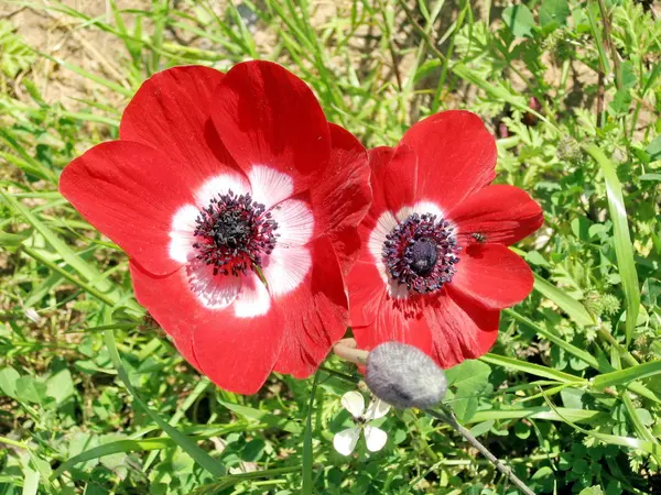 Ramat Gan Park the red Crown Anemone 2007 — Stock Photo, Image