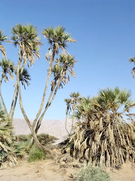 Pustyni Arava Eilat Oasis 2005 — Zdjęcie stockowe