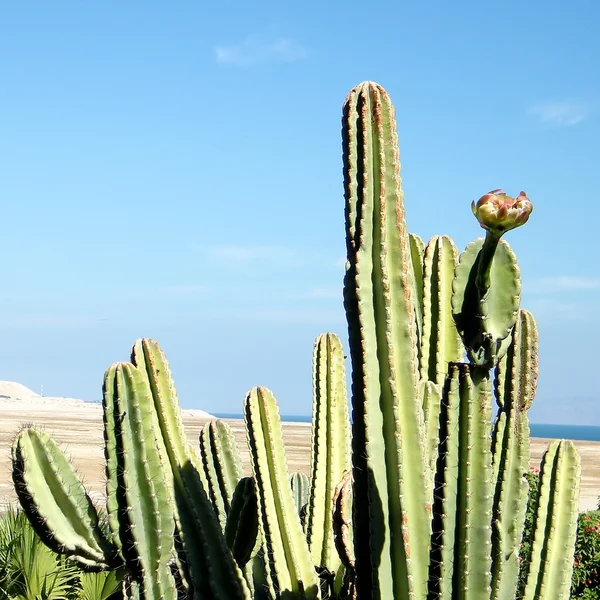 Ein Gedi San Pedro kaktusz 2010 — Stock Fotó