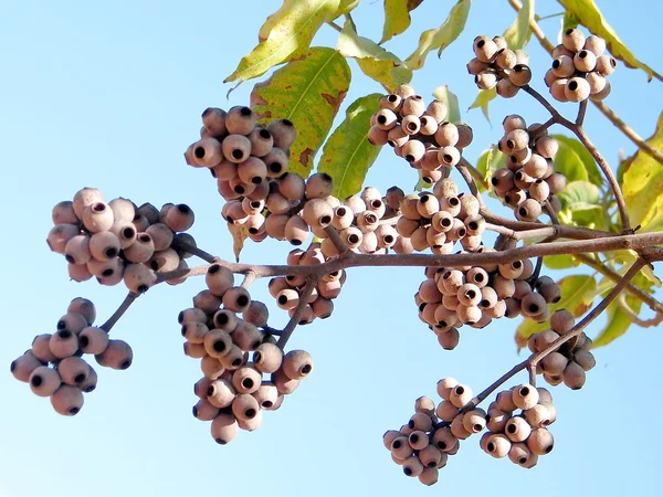 Kiryat Ono Eucalyptus torelliana 2010 — Stockfoto