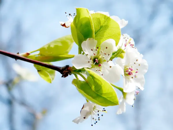 McLean Cherry Blossom větev 2011 — Stock fotografie