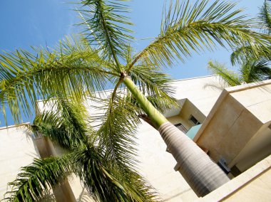 Neve Monosson egzotik bitki 2011