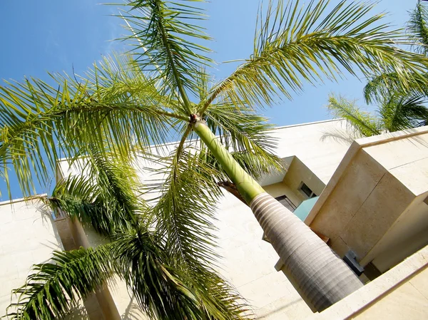 Neve Monosson egzotik bitki 2011