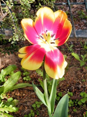 Veya 2011 Yehuda lale izole