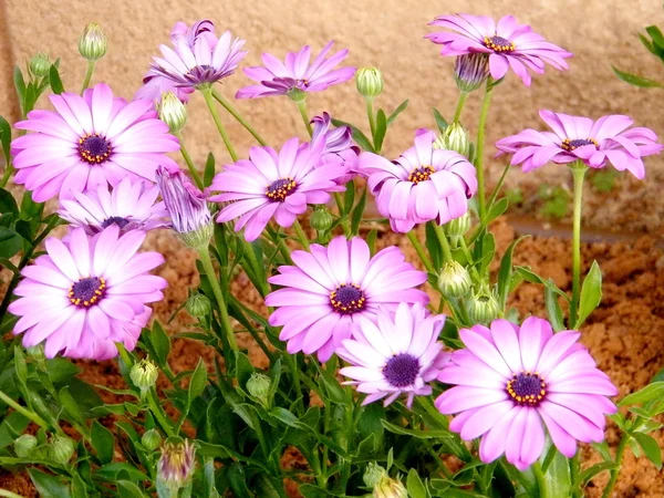 Ou Yehuda Purple Osteospermum 2010 — Fotografia de Stock