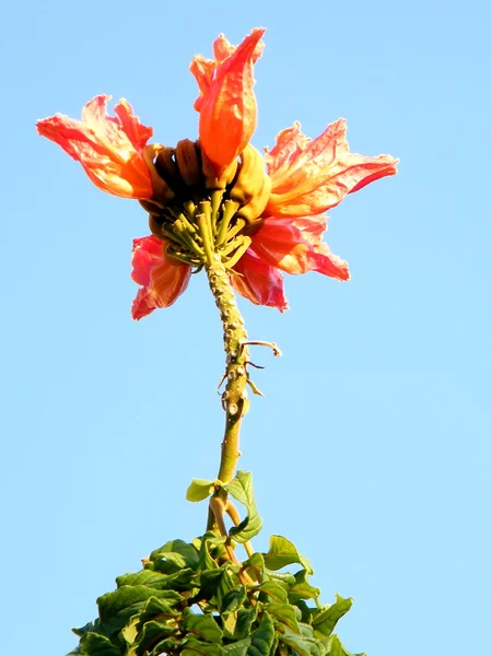 Of Yehuda Spathodea campanulata bloem 2010 — Stockfoto