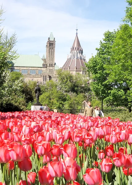 Ottawa tulpaner på bakgrund av parlamentet 2008 — Stockfoto