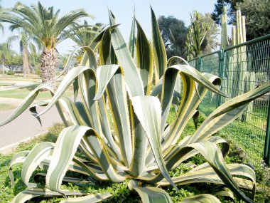 Ramat Gan Park agav 2010