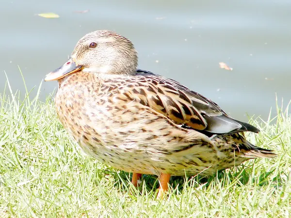 Ramat Gan Mujer Mallard 2010 —  Fotos de Stock