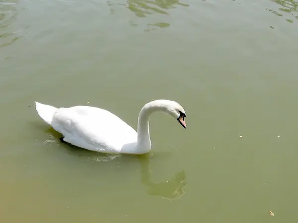 Ramat Gan Park white swan 2008 — Stock Photo, Image