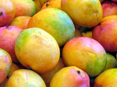  Tel Aviv büyük Mango 2012