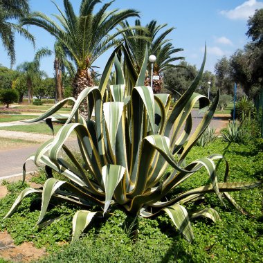 Ramat Gan Park Agave americana 2010