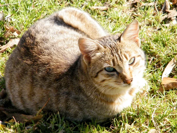 Ramat Gan Park cat diciembre 2010 —  Fotos de Stock