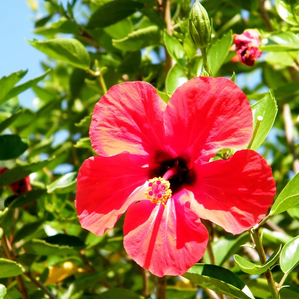 Kwiat Hibiscus Red parku Ramat Gan 2010 — Zdjęcie stockowe