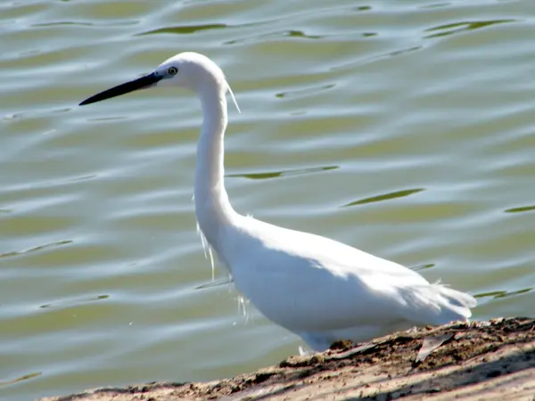 Ramat Gan Park den vita Heron 2010 — Stockfoto