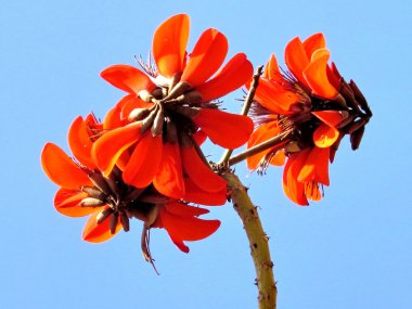 Veya Yehuda mercan ağacı çiçek şube 2012