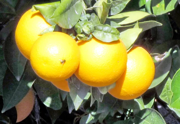 O Yehuda Orange 2012 — Foto Stock