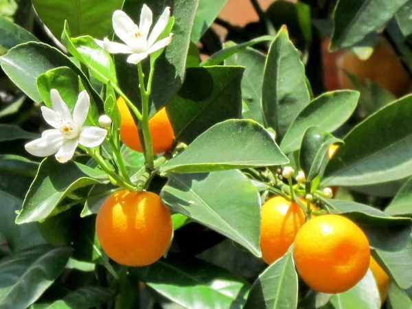 Eller Yehuda blommor och frukter av tangerin 2012 — Stockfoto