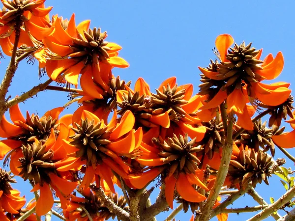 Lub Yehuda koralikowe drzewo kwiat 2012 — Zdjęcie stockowe