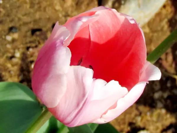 Ou tulipa rosa Yehuda 2012 — Fotografia de Stock