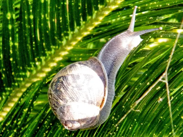 Or Yehuda Snail isolated 2011 — Stock Photo, Image